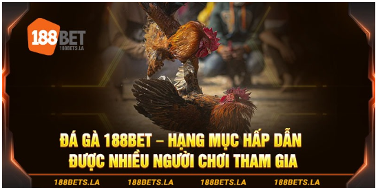 Đá gà 188bet - hạng mục hấp dẫn